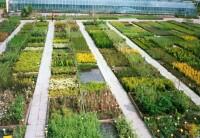 Ovocná a okrasná školka Příbor